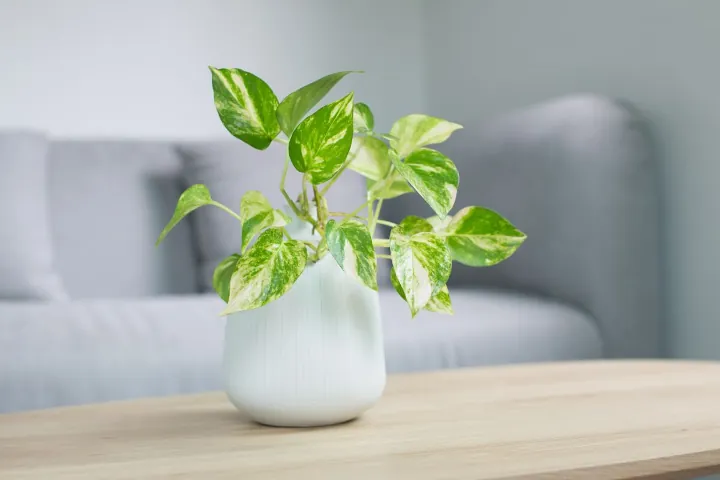 Pothos