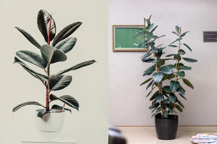 Rubber plants