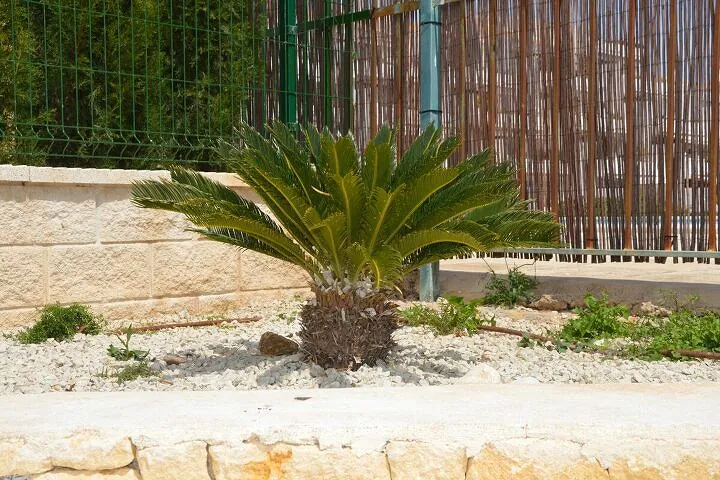 Sago palm