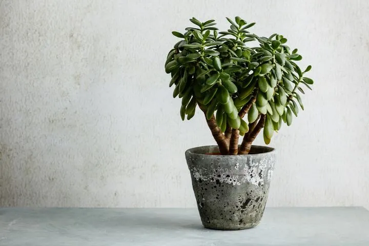 Jade plants