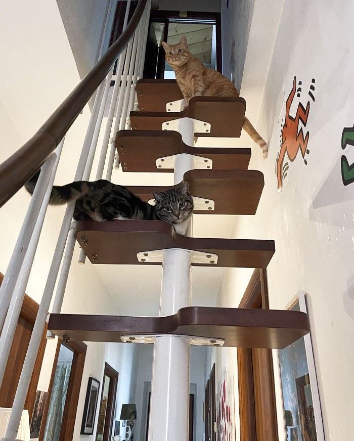 ctas on cat stairs