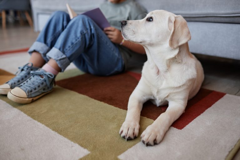 Dogs Really Do Have Favorite People: Here’s How They Decide - Featured image