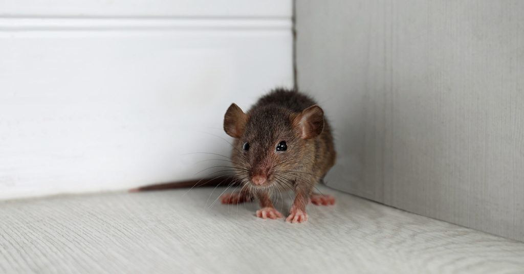 One Surprising Way to Get Rid of Mice That Actually Works - Featured image