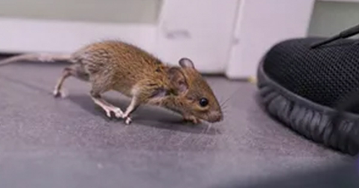 One Surprising Way to Get Rid of Mice That Actually Works Secret Life