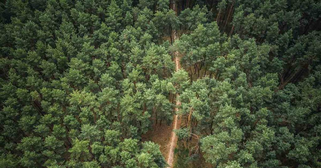 Children Who Vanished Three Years Ago Spotted in Wilderness with Their Father - Featured image