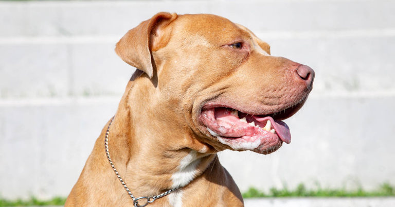 One-Year-Old Boy Mauled to Death By Babysitter’s Dogs, Despite Hero Girl, 13, Desperately Trying to Save Him - Featured image