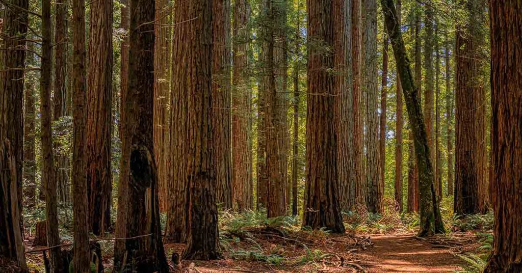 Husband Plants 1,000 Trees To Honor Dead Wife: But 17 Years Later, Aerial Photo Reveals His True Motive - Featured image
