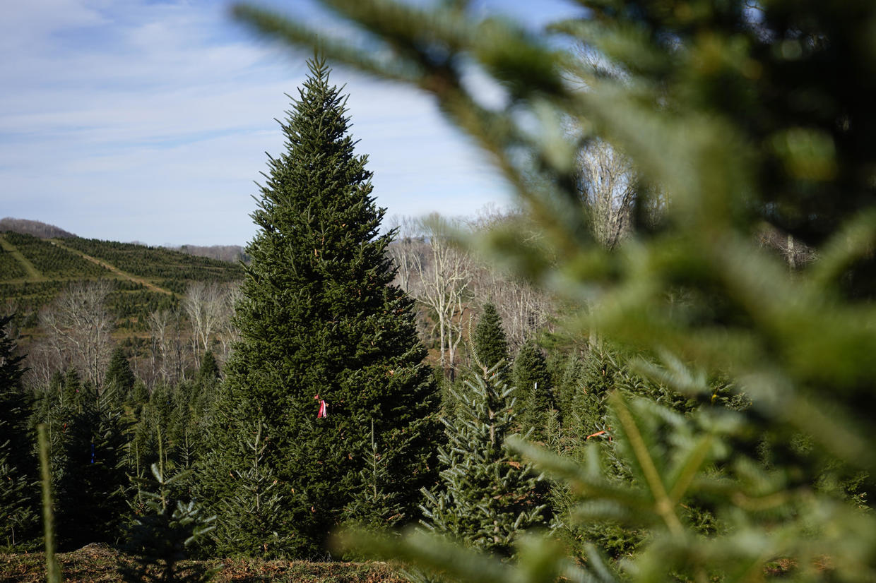 christmas tree
