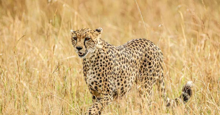 Apparently Only 1% Of People Can Find The Animal In This Picture - Featured image