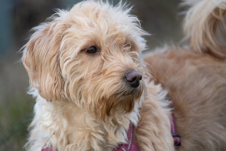 2,000-Year-Old Roman Dog Epitaphs Breaking Hearts Online - Featured image