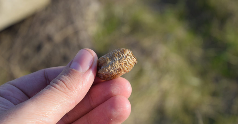 People Urged to Keep an Eye Out For ‘Walnut-Sized Lumps’ on Their Christmas Trees - Featured image