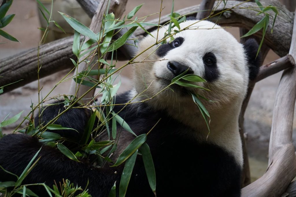 panda sitting upright, eating bamboo