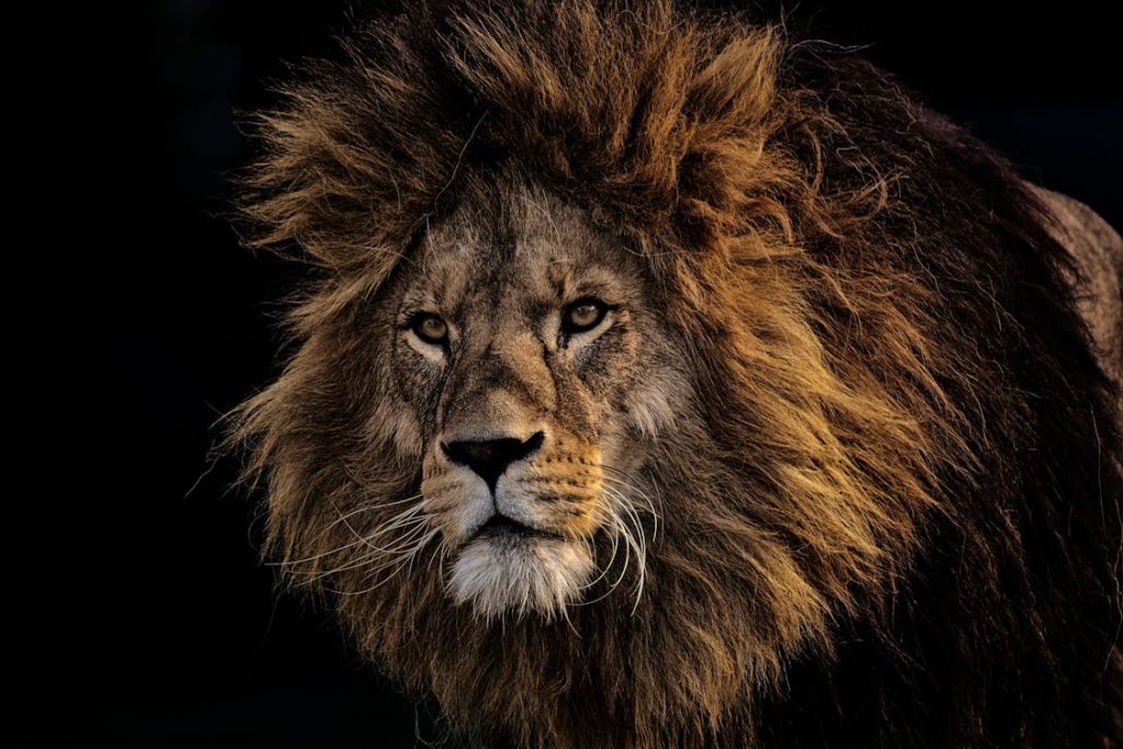 male lion standing in front of black background