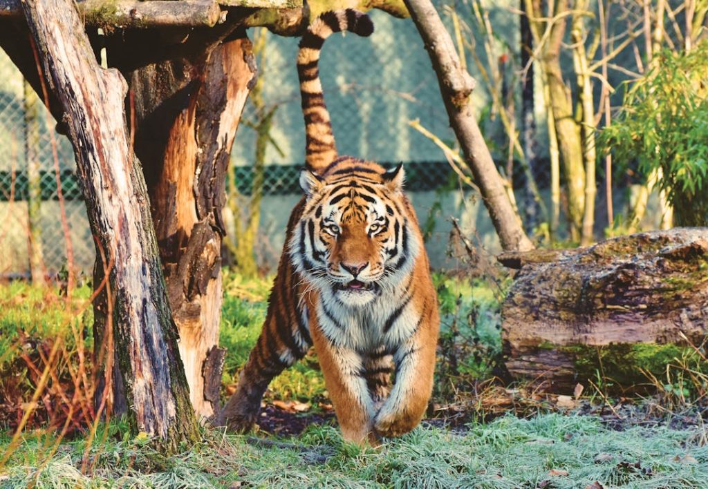 tiger in a cage at a zoo facing the camera