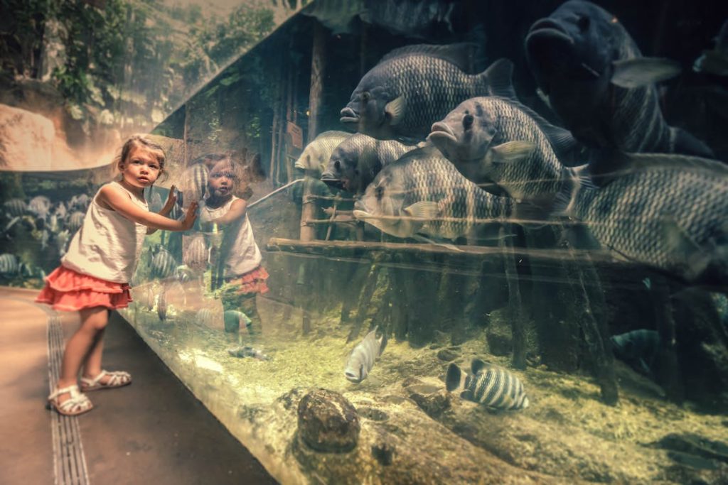 girl with hands on a tank full of fish at a zoo