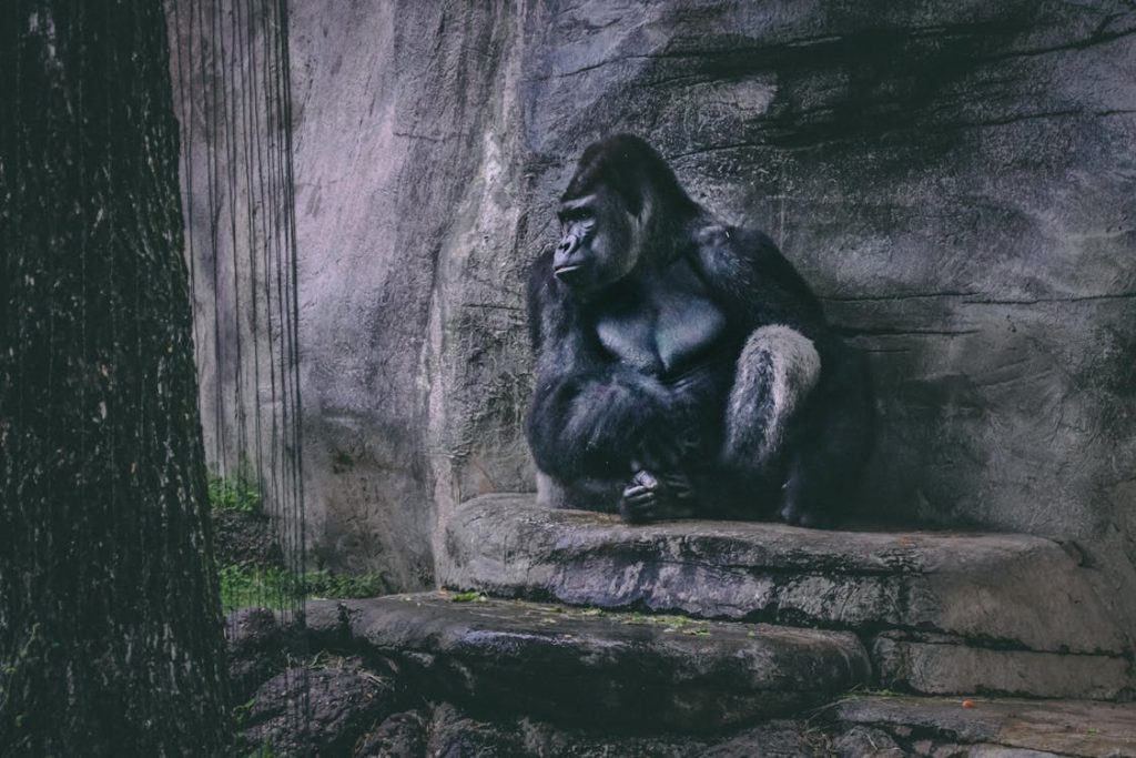 gorilla in zoo habitat sitting on rock