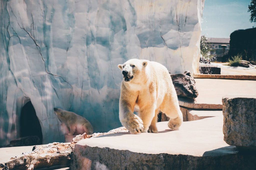 polar bears in zoo enclosure