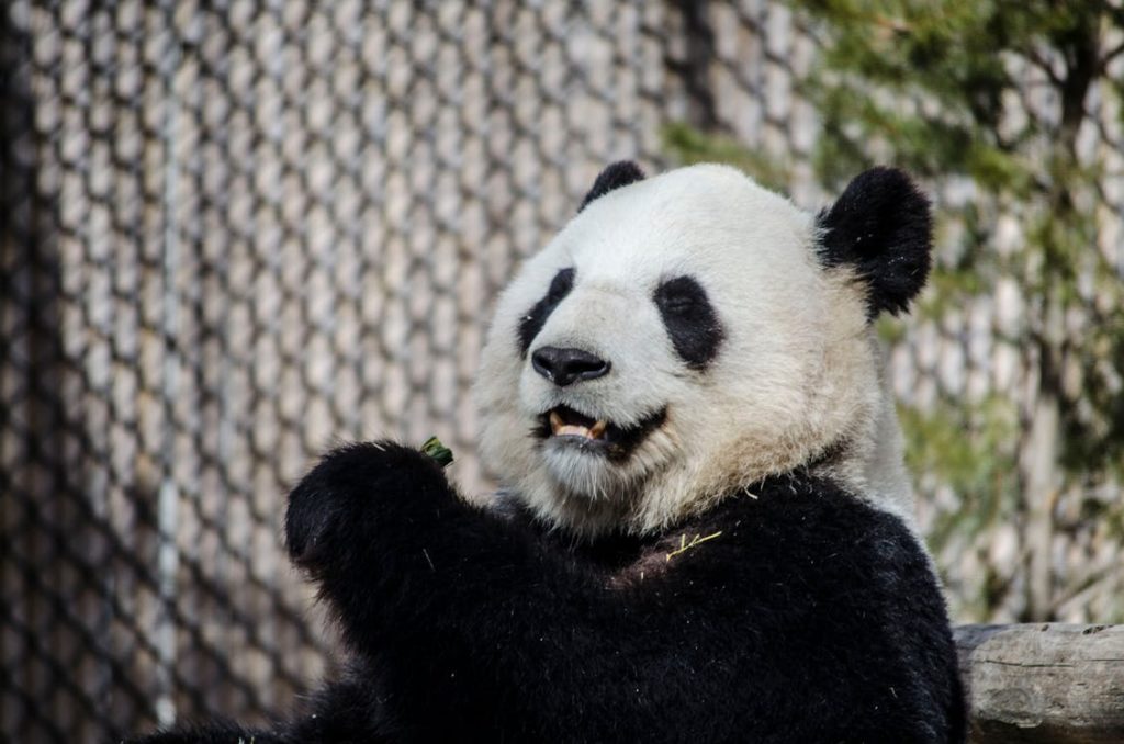 panda eating bamboo at a zoo