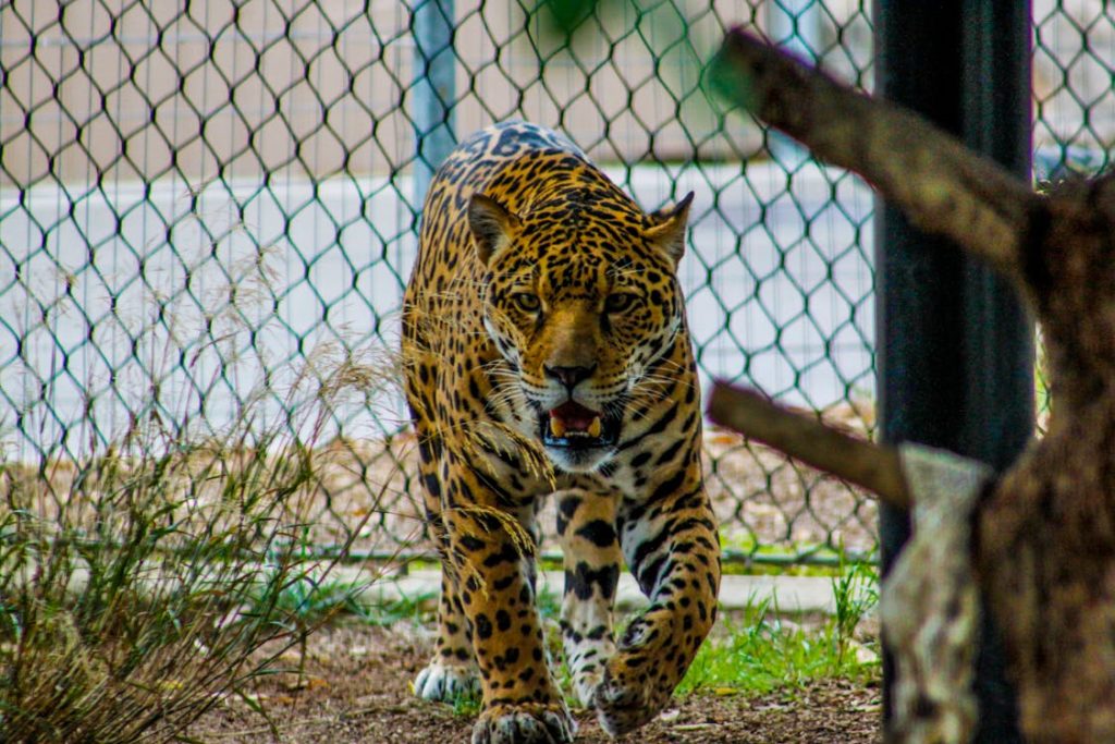 jaguar pacing up and down in a zoo