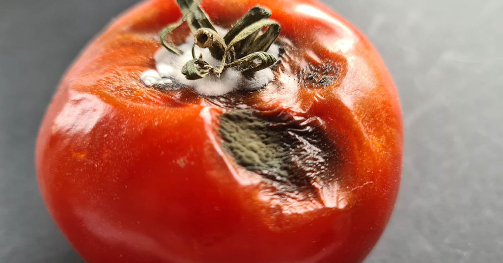 Don’t Throw Away Bruised or Overripe Tomatoes. Here’s How to Use Them - Featured image
