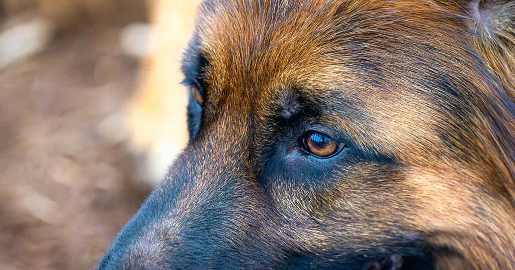 Owner Tells Dog the Cats Got All the Treats, and His Response Has Gone Viral with 200 Million Views - Featured image