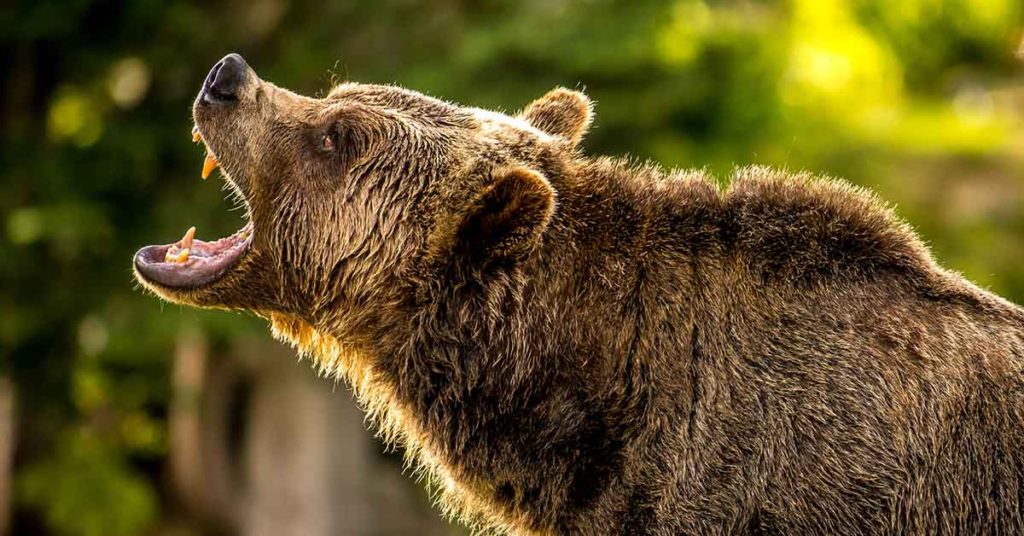 Woman’s Shocking Final Moments as She’s Eaten Alive While on the phone to Her Mum - Featured image