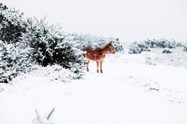 horse on a snowey walkway