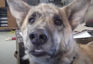Owner Tells Dog The Cats Got All The Treats And His Response Has Gone