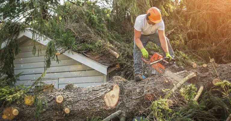 Family Has To Cut Down A 110-Year-Old Tree, Decides To Make A Free Library In Its Stump - Featured image