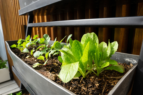 Small space container gardening. Self watering black trough containing lettuce, radish and parsley seedlings.
