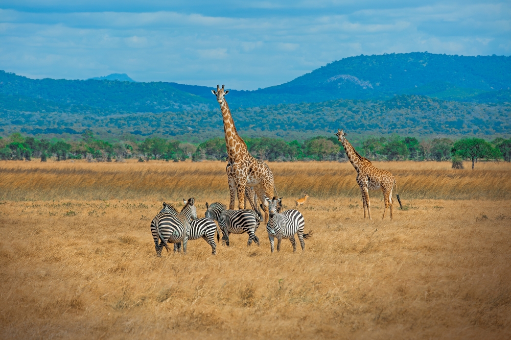 Wild Giraffes and zebras together