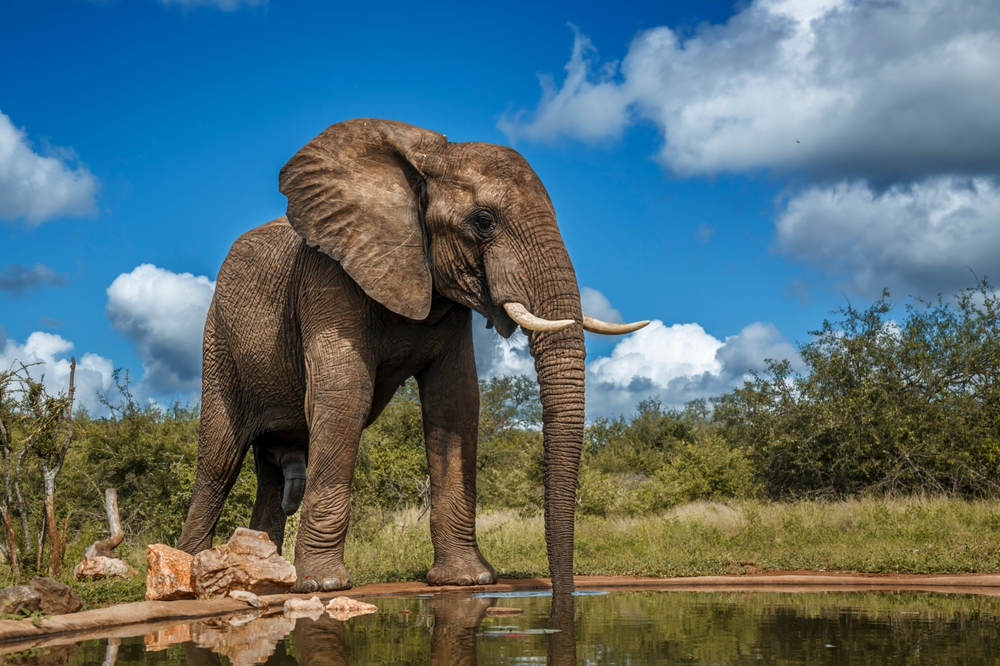 African bush elephant drinking front view in waterhole in Kruger National park, South Africa ; Specie Loxodonta africana family of Elephantidae