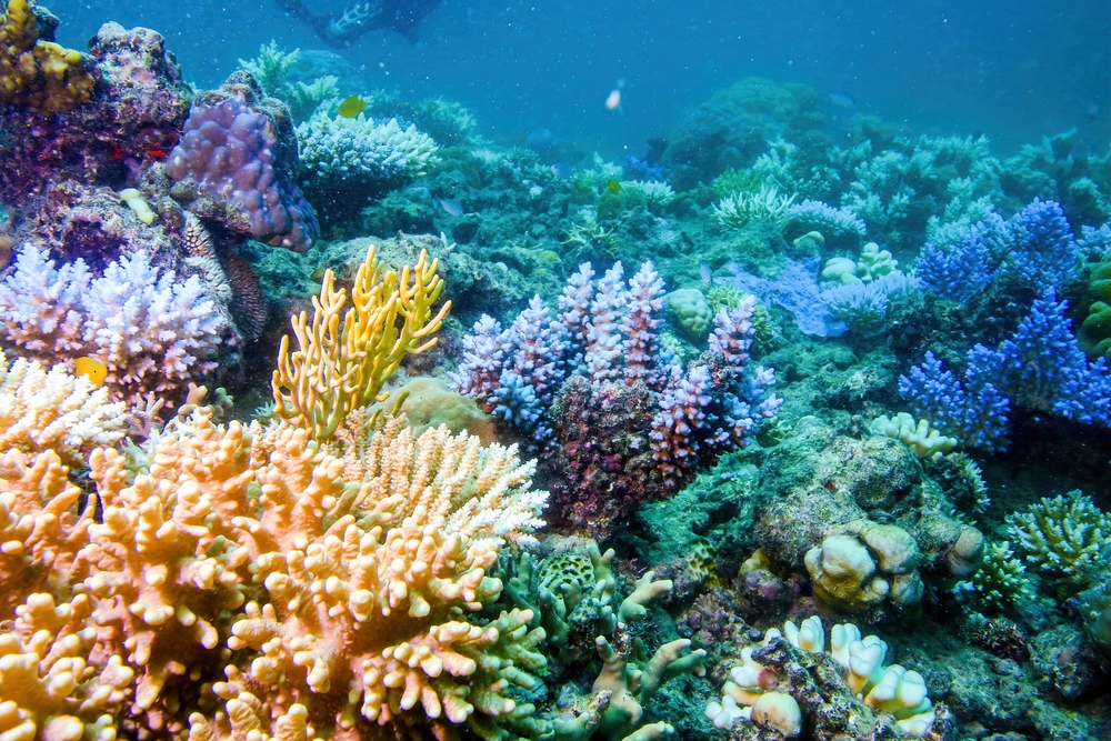 Underwater view of a coral in the Great Barrier Reef off the coast of Queensland near Cairns, Australia