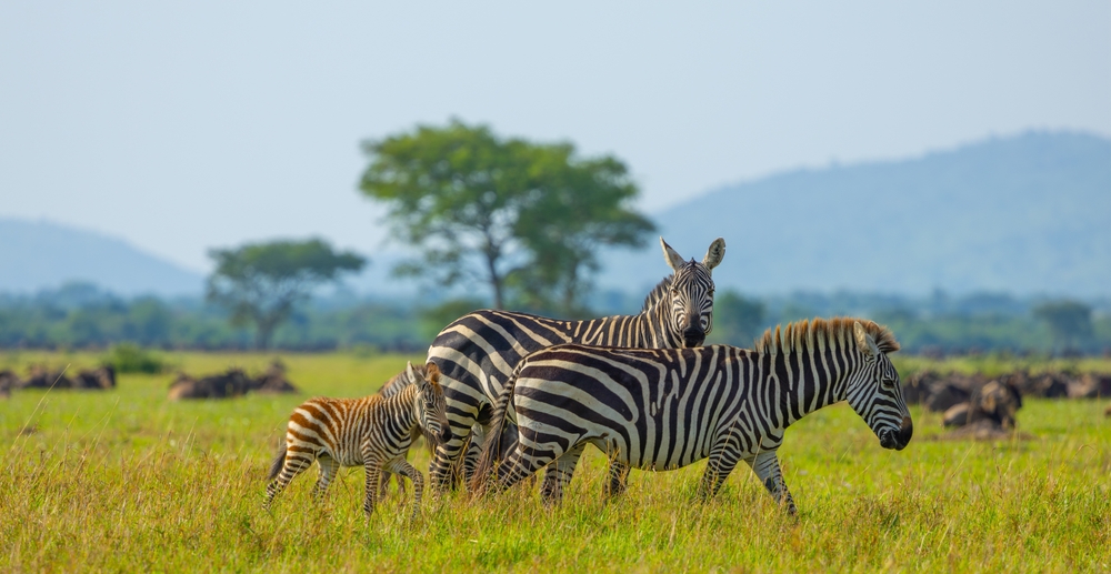 Plains zebra females with a foal in western Serengeti. Grumeti area. Serengeti National Park, Tanzania.