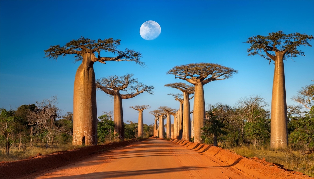 A scenic road winds through a line of towering baobab trees, with the full moon illuminating the scene. Perfect for travel, nature, and adventure themes.