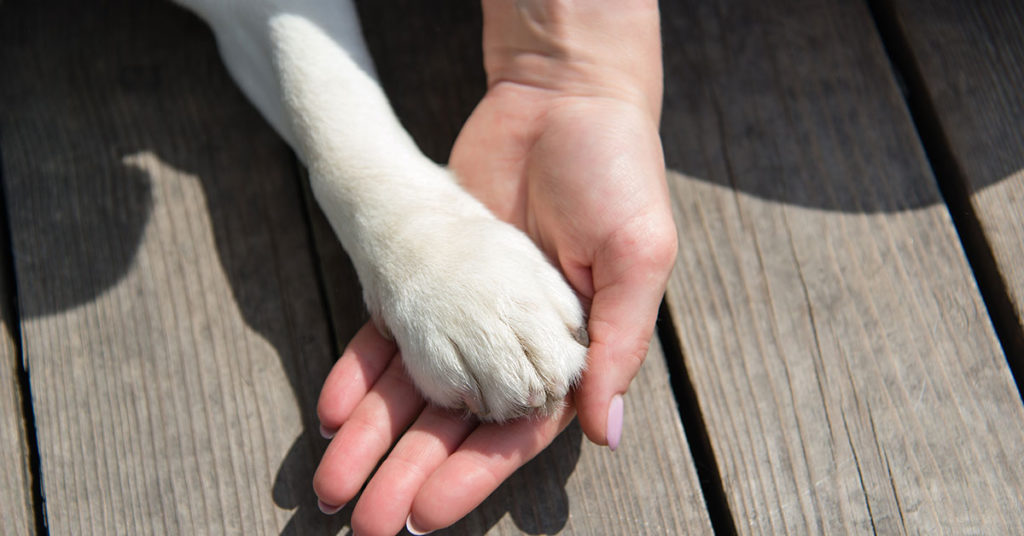 Man paid for 40 pet adoptions as wife’s 40th birthday present - Featured image