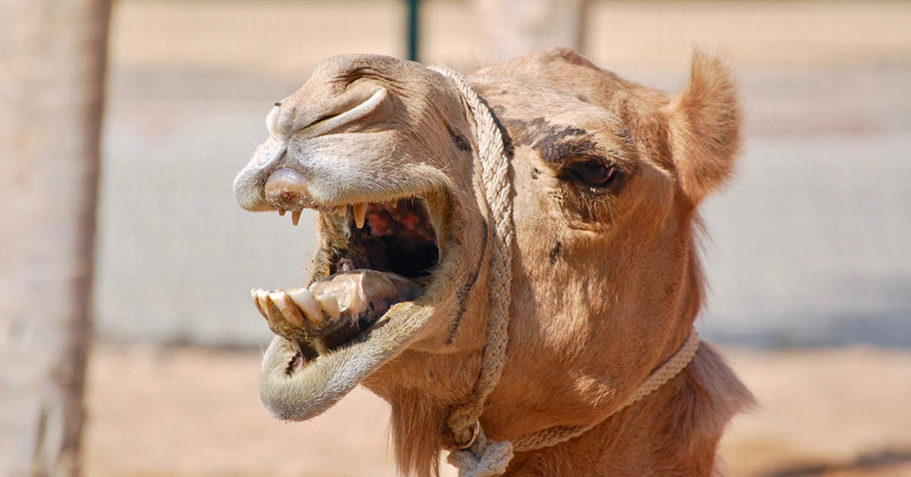 Furious Camel Takes Deadly Revenge After Being Left Tied Up in Scorching Heat All Day - Featured image