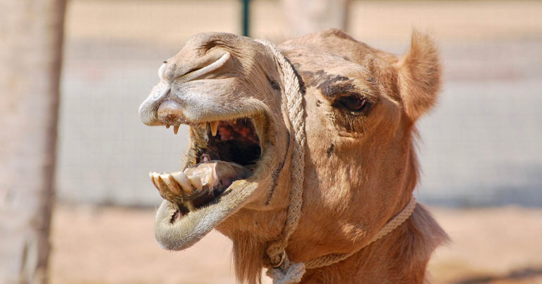 Furious Camel Takes Deadly Revenge After Being Left Tied Up in Scorching Heat All Day - Featured image