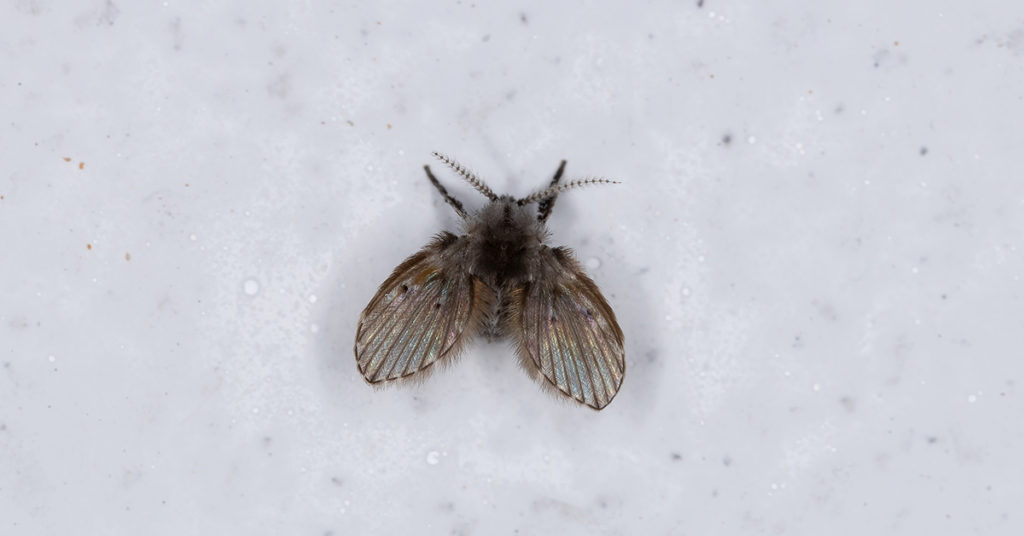 How to Deal with 10 Common Bathroom Bugs - Featured image