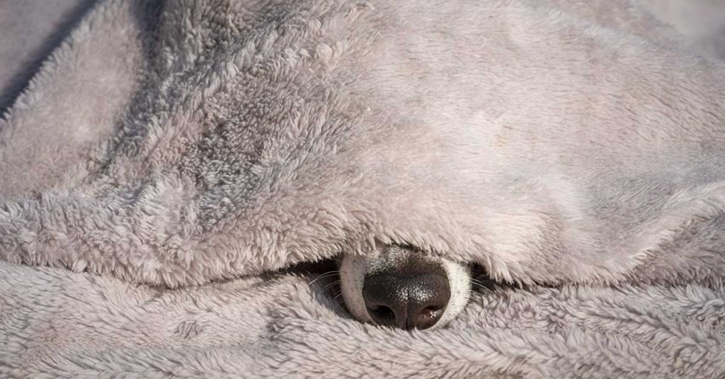 Internet Baffled by Optical Illusion – Can You Discover the Hidden Dog? - Featured image