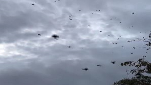 The Spider Rain Phenomenon in Brazil