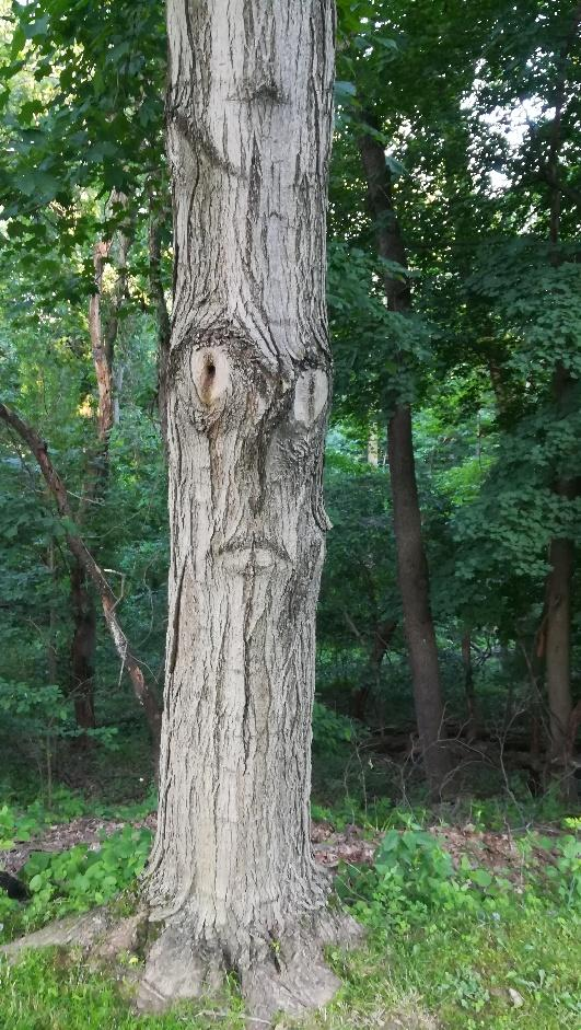 The Face in the Tree