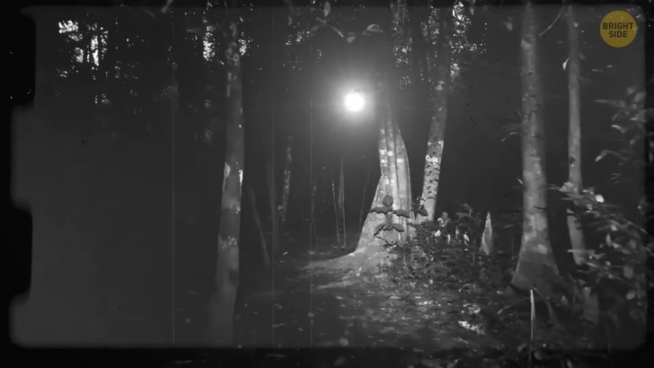unexplained light in forest