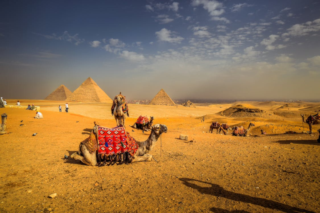 Cairo, Cairo Governorate, Egypt Camels at the site of pyramids