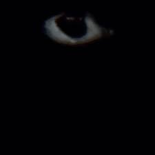 The Eyes in the Darkness