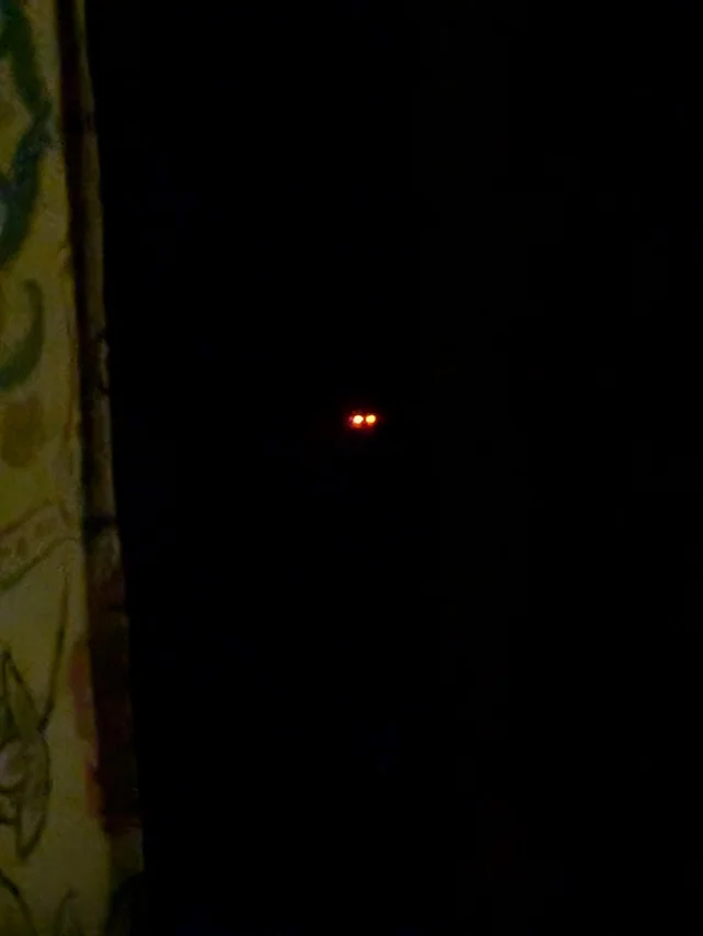 The Mysterious Light in the Woods