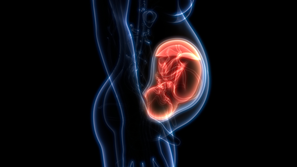 Fetus (Baby) in Womb Anatomy. 3D