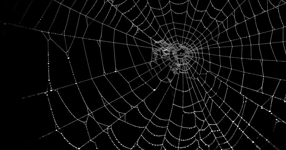 realistic Spider's web black background
