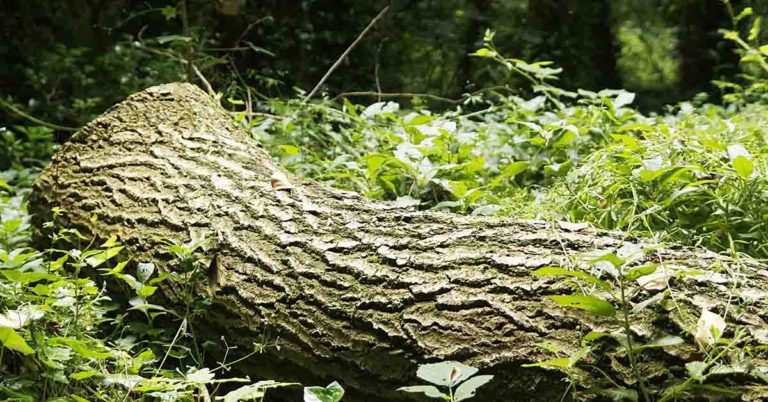 Artist Crafts Breathtaking Animal Figures Crawling from Trees Using Fallen Wood - Featured image