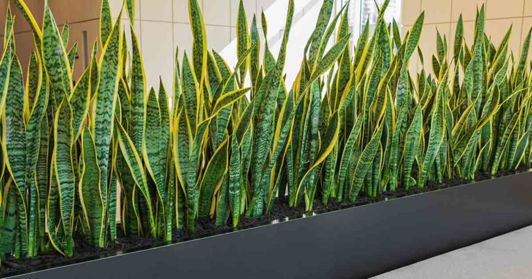 The Complete Guide to Having a Snake Plant In Your Home (Benefits, Care, and More!) - Featured image